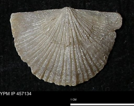 Stropheodonta sp.