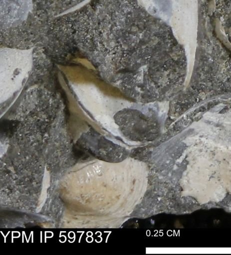 Limopsis striatopunctatus
