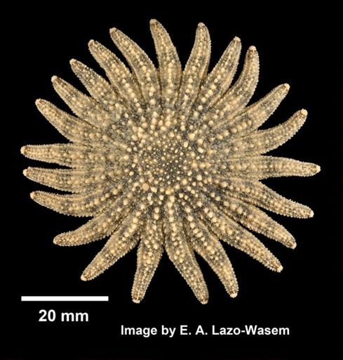 Heliaster kubiniji