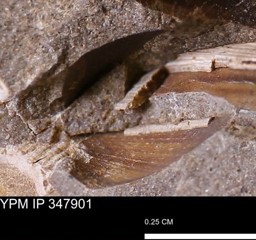undet. Bivalvia
