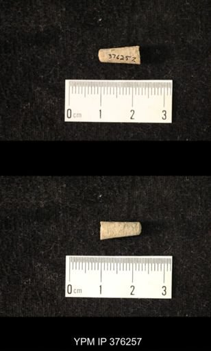 Pseudorthoceras knoxense