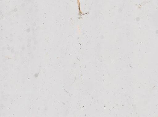 Aplysina sp.