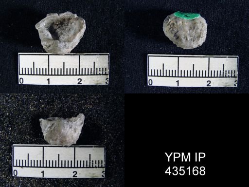 Marginifera typica