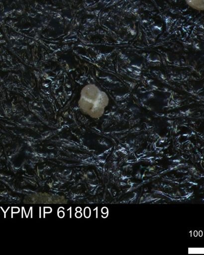 undet. Foraminiferida