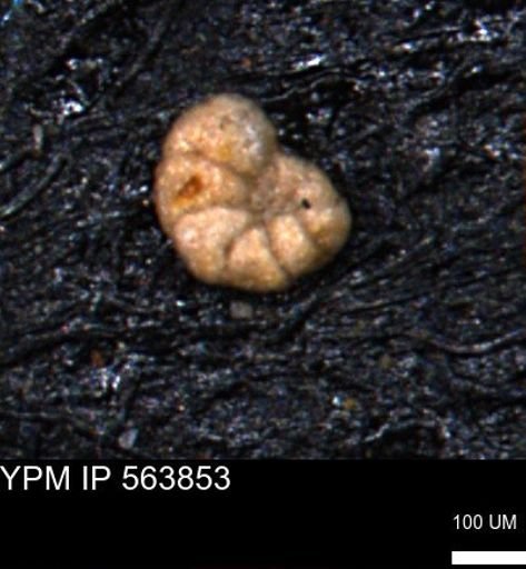 Alveolophragmium linki