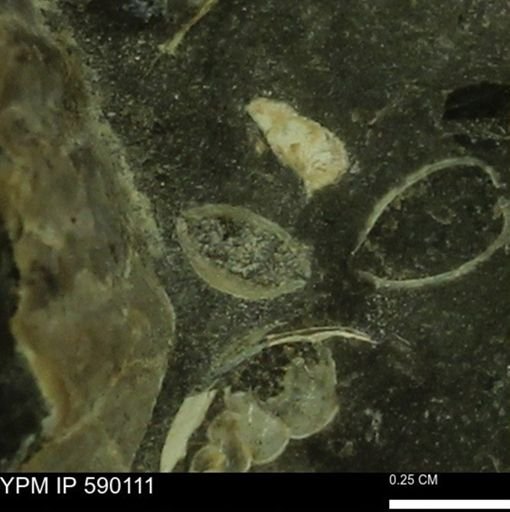 Oligoptycha concinna?