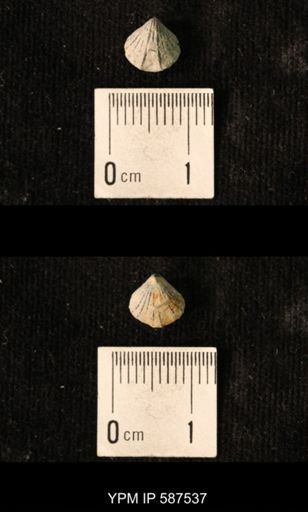 Camarotoechia whitei