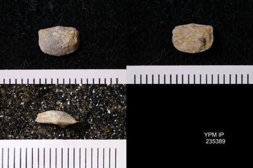 Eolissochonetes keyesi