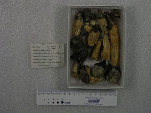 Coryphodon sp.