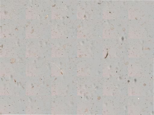 Bacillariophyceae