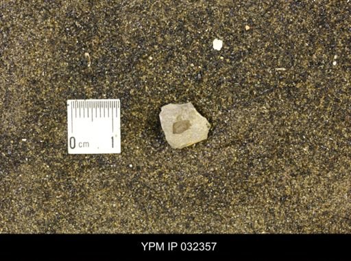 undet. Scaphitidae