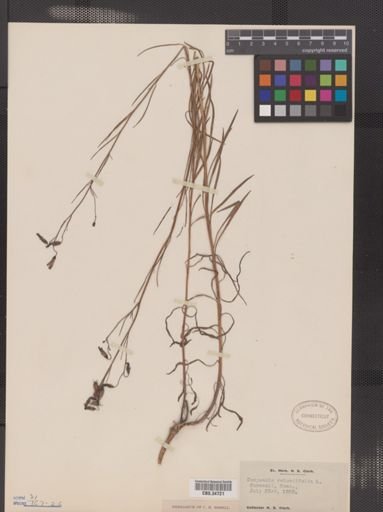 Campanula rotundifolia