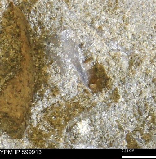 undet. Bivalvia