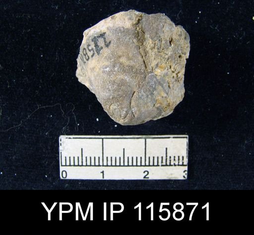 undet. Brachiopoda