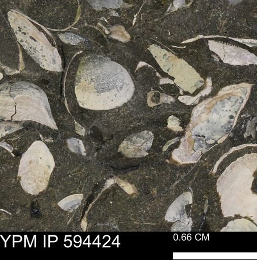 Protocardia sp.