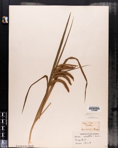 Carex crinita