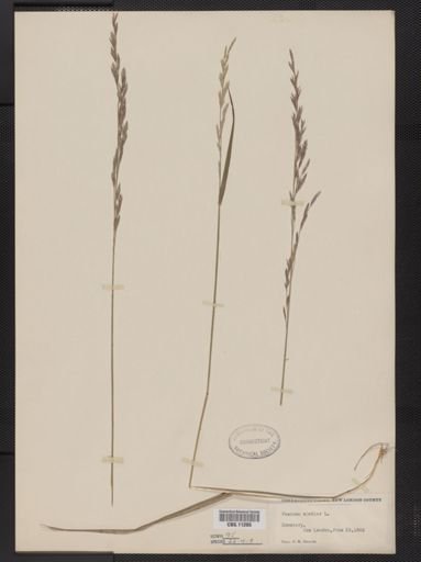 Festuca elatior