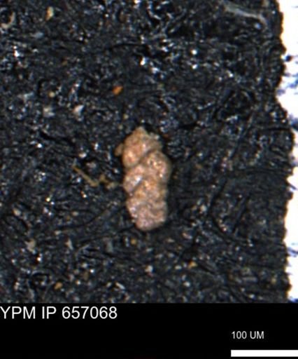 Ammobaculoides phaulus