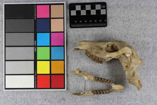 Mesohippus sp.