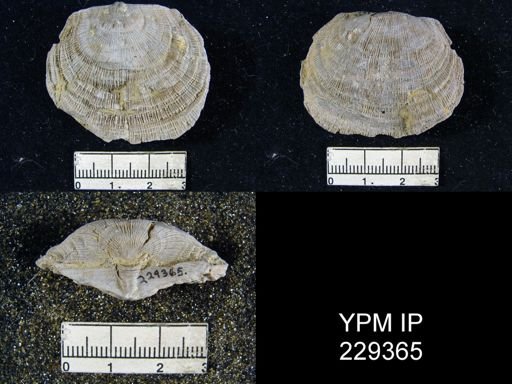 Derbya hooserensis