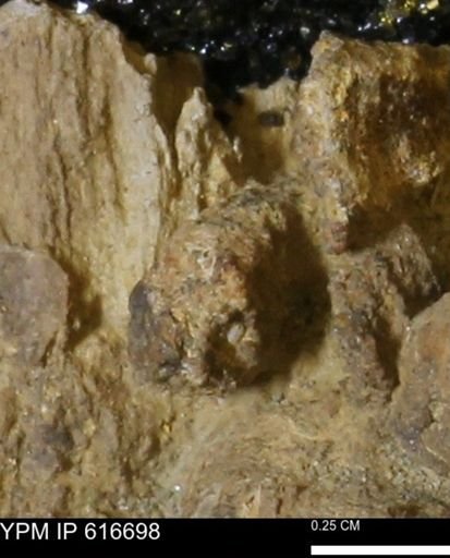 Teredo sp.