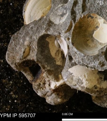 Protocardia sp.