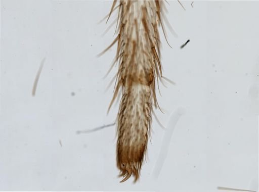 Araneus