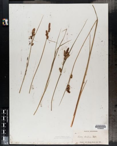 Carex