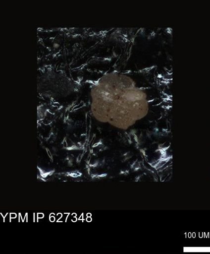 undet. Foraminiferida
