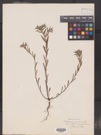 Lithospermum arvense