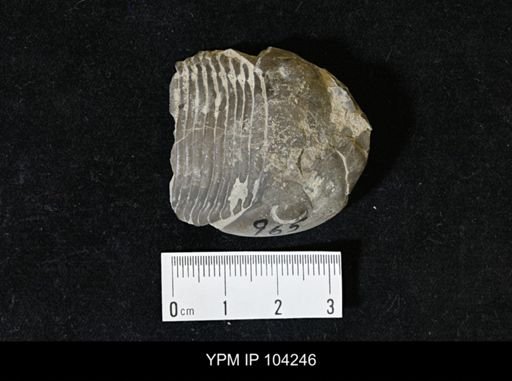 Brachyaspis altilis