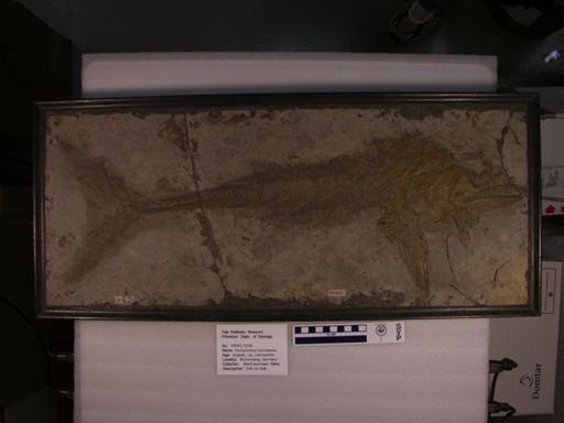 Pachycormus macropterus