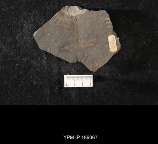 Orthoceras sp.