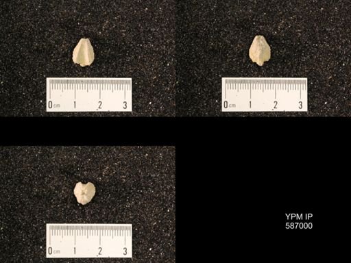 Rhynchotrema anticostiensis