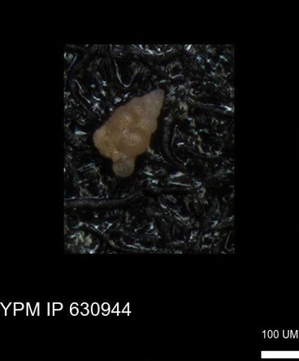 undet. Heterohelicidae