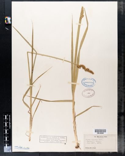 Carex stipata
