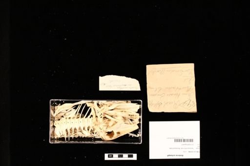 Aluterus schoepfi