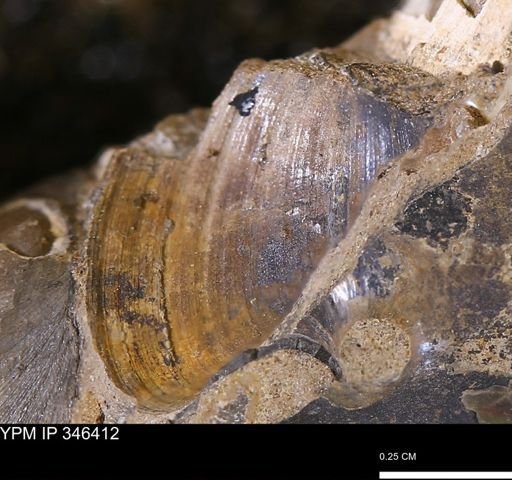 Limopsis striatopunctatus