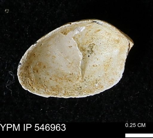 Crepidula fornicata