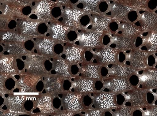 Thalamoporella californica