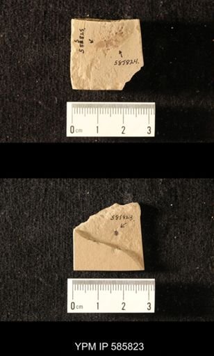undet. Coleoptera