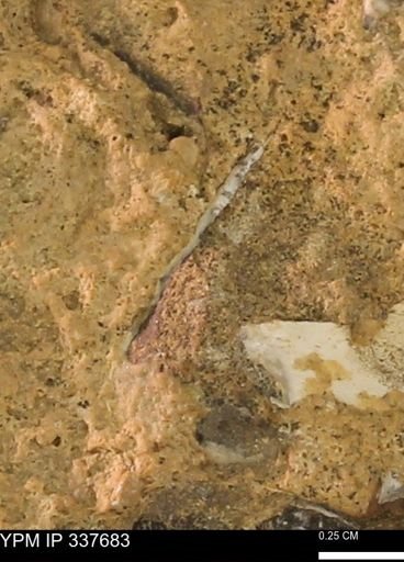 undet. Mollusca
