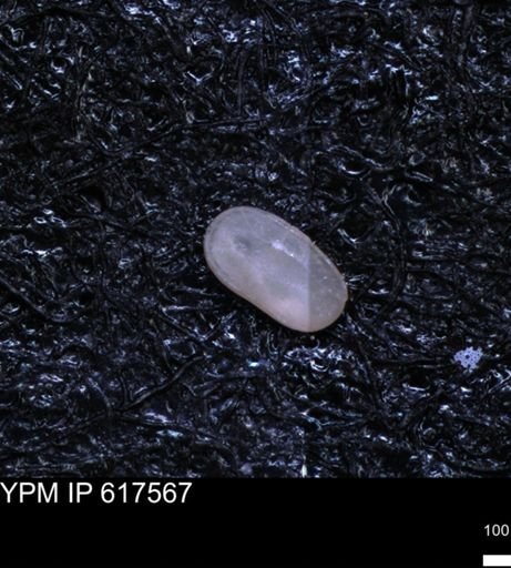 undet. Ostracoda