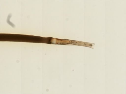 Myopsida