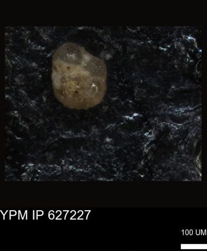 undet. Foraminiferida