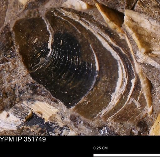 Limopsis striatopunctatus