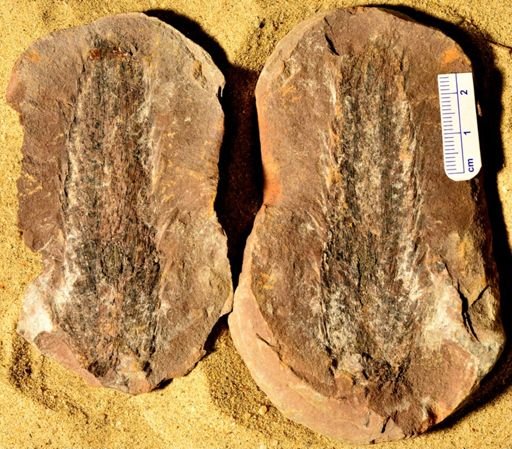 Lepidostrobus sp.