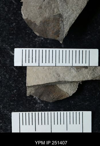 undet. Eurypterida