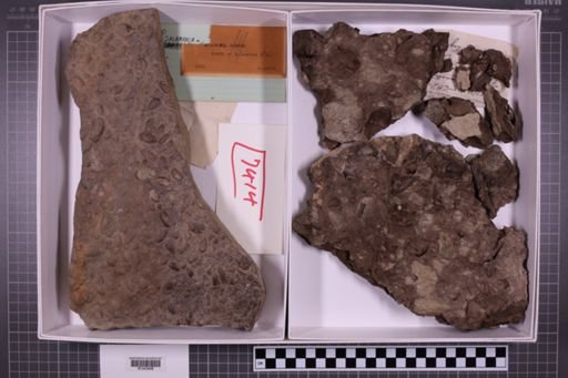 mixed taxa, stratigraphic collection