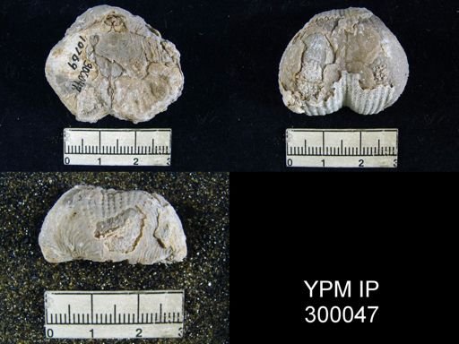 Productus articus